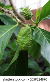 Indian Mulberry Fruit Growing On The Fruit Tree.