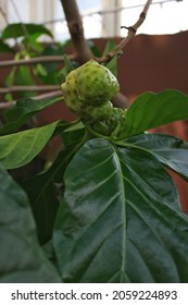 Indian Mulberry Fruit Growing On The Fruit Tree.