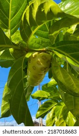 Indian Mulberry Fruit. Healthy Fruit With Many Benefits