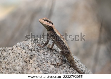 Indian multi color lizard on roack 