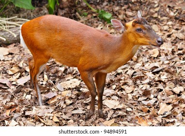 Indian Muntjac