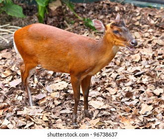 Indian Muntjac