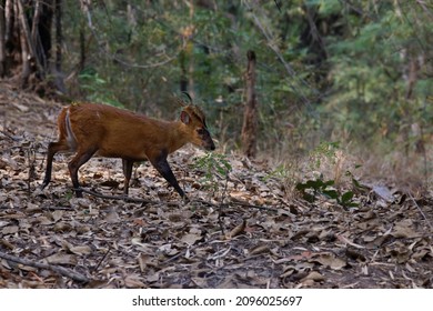 The Indian Muntjac Is Also Called 