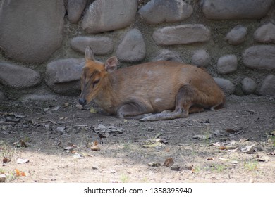 The Indian Muntjac, Also Called Southern Red Muntjac And Barking Deer