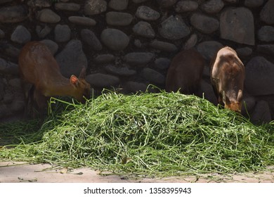 The Indian Muntjac, Also Called Southern Red Muntjac And Barking Deer