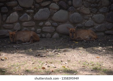 The Indian Muntjac, Also Called Southern Red Muntjac And Barking Deer