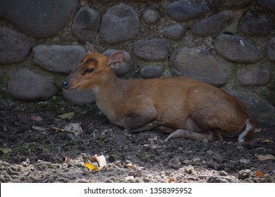 The Indian Muntjac, Also Called Southern Red Muntjac And Barking Deer