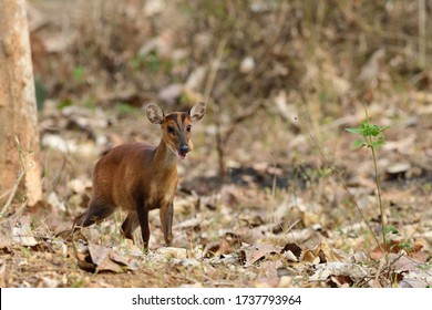 The Indian Muntjac Also Called The Southern Red Muntjac And Barking Deer