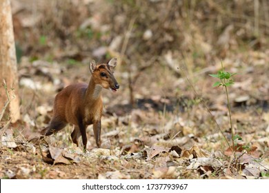 The Indian Muntjac Also Called The Southern Red Muntjac And Barking Deer