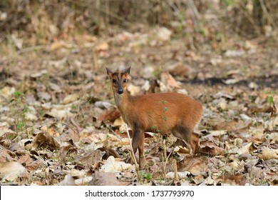 The Indian Muntjac Also Called The Southern Red Muntjac And Barking Deer