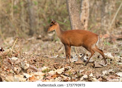 The Indian Muntjac Also Called The Southern Red Muntjac And Barking Deer