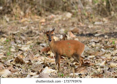 The Indian Muntjac Also Called The Southern Red Muntjac And Barking Deer