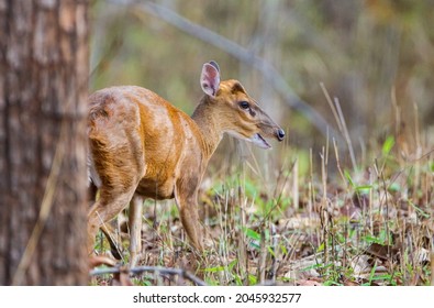 Indian Muntjac Deer Stalking Along A Road Eating The Green Grass, Bandhavgarh, India