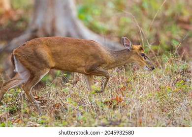 Indian Muntjac Deer Stalking Along A Road Eating The Green Grass, Bandhavgarh, India