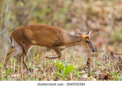 Indian Muntjac Deer Stalking Along A Road Eating The Green Grass, Bandhavgarh, India