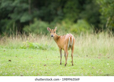 Indian Muntjac In Khoa Yai National Park, Thailand