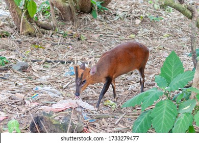 Indian Muntjac Or Southern Red Muntjac (Muntiacus Muntjak) Bali, Indonesia