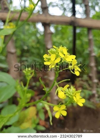 Indian mustard (Brassica juncea (L.) Czern.) is widely cultivated in India and other Asian regions.