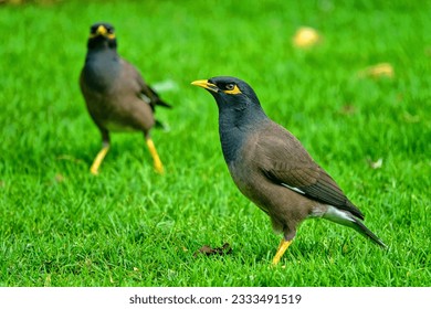Indian myna (Acridotheres tristis) in Abu Dhabi on lawn. Bird species have settled in desert, as city has been transformed into huge oasis, artificial meadow. Desert transformation... but