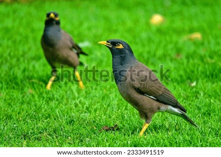 Indian myna (Acridotheres tristis) in Abu Dhabi on lawn. Bird species have settled in desert, as city has been transformed into huge oasis, artificial meadow. Desert transformation... but