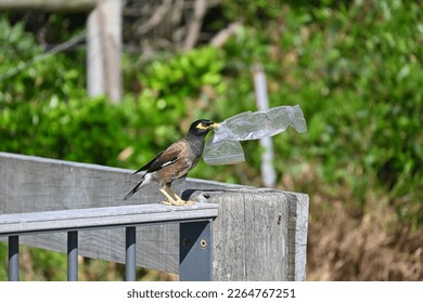 Indian myna bird with a plastic bag in its mouth
