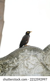 Indian Myna, Common Myna Bird 