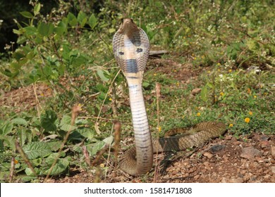 Indian Naja Known Cobra Cobra Stock Photo Shutterstock