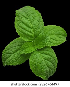 Indian name Ram Tulsi_Basil_ayurvedic Herbs_Cough relief.