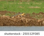 Indian Narrow-headed Softshell Turtle or Small-headed Softshell Turtle or Indo-Gangetic Softshell Turtle (Chitra indica).

"Endangered" on IUCN Red List of Threatened Species. Large, endangered,  rare