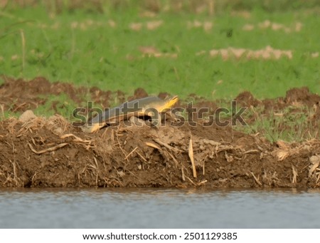 Indian Narrow-headed Softshell Turtle or Small-headed Softshell Turtle or Indo-Gangetic Softshell Turtle (Chitra indica).

"Endangered" on IUCN Red List of Threatened Species. Large, endangered,  rare
