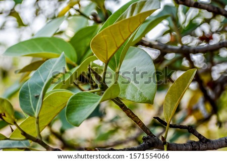 indian national tree Ficus benghalensis or Banyan fruit close view snap from a rural village looking awesome with greenery leaf & small tree trunk.
