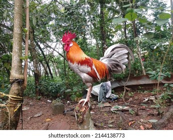 Indian native Rooster. this type of rooster commonly sean in kerala state. kerala people called this types off Rooster's 'chara poovan' -(Malyalam words) because this rooster feathers colour like ash.