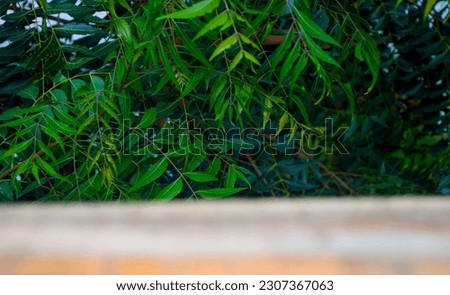 Indian neem in nice and cool green color Ayurvedic virtuous Neem. Photo with bluer background.
