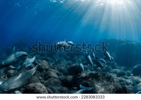 Indian Ocean Bottlenose Dolphin in Mikura Island, Japan