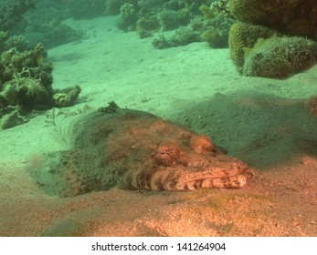 Indian Ocean  Crocodilefish (Papilloculiceps longiceps) , elongate depressed fish with large head and mouth, under the table coral in beautiful shallow lagoon