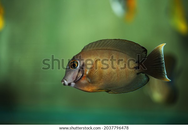 Indian Ocean Mimic Surgeonfish Acanthurus Tristis Stock Photo