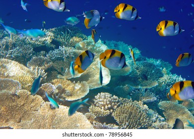 Indian Ocean. Underwater World.