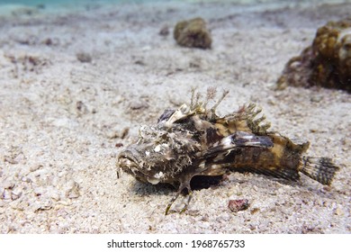 Indian Ocean Walkman On The Seafloor, Demon Stinger, Devil Stinger, Sea Goblin