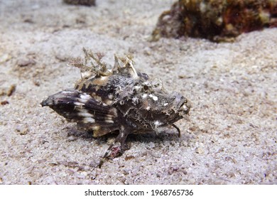 Indian Ocean Walkman On The Seafloor, Demon Stinger, Devil Stinger, Sea Goblin