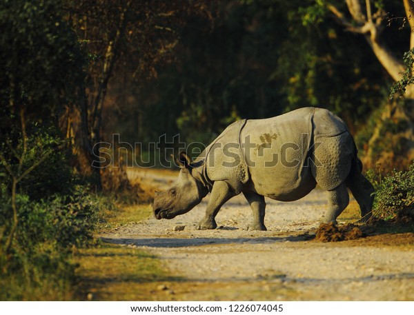 Indian one horned rhino in Kaziranga National Park\
of Assam in India