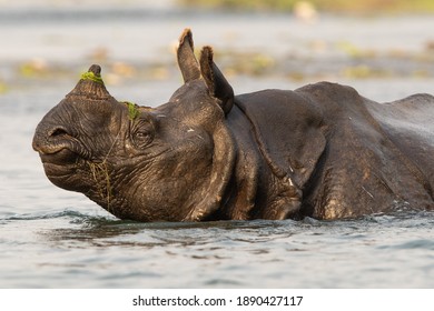 Indian One Horned Rhino In Nepal