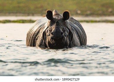 Indian One Horned Rhino in Nepal