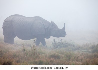 Indian one horned rhinoceros at Royal Chitwan national park in Nepal