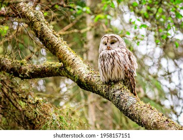 Indian Owl Is Really Silent Killer