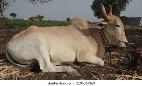 Indian Ox Seated Field Parbhani Maharashta Stock Photo (Edit Now ...