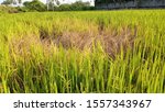 indian Paddy Rice Field affected by brown Hopper disease 
