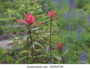 Indian Paint Brush Blooms with Blue Flowers in Background