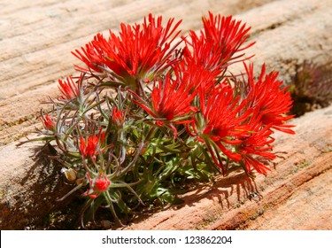 Indian Paint Brush Growing in the Rocks