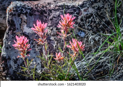 Indian Paintbrush in the Big Horn Mountains