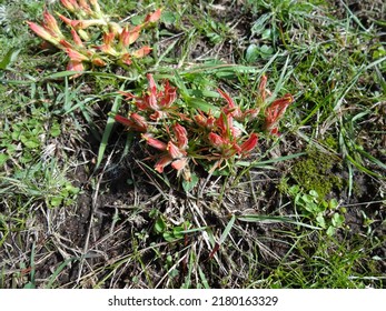 Indian Paintbrush In The Big Horn Mountains
